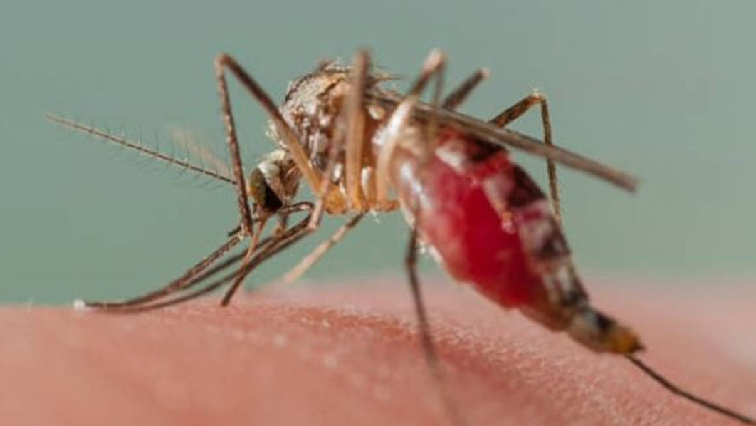 malaria-1062x598