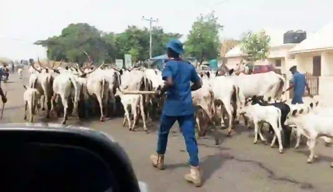 Fulani-Cattle-Breeders