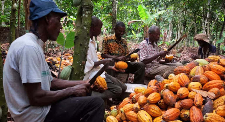 COCOA Farm