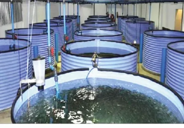 Fish-farm-768x412