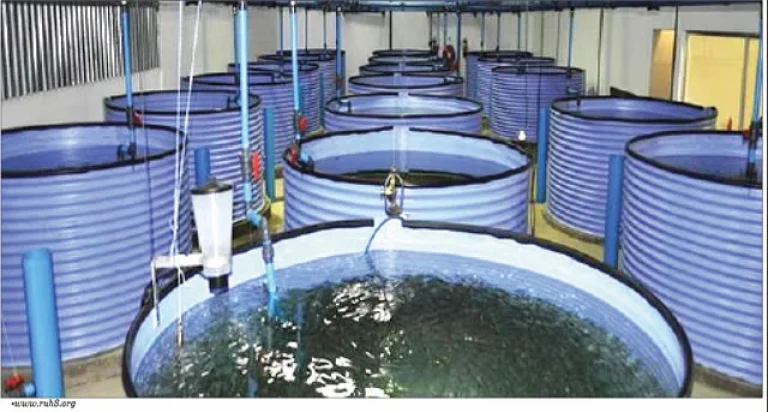 Fish-farm-768x412