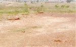 the-current-view-of-presumed-site-of-347-mass-grave-at-batul-cemetery-mando-photo-muslimyusuf-weekend-trust-768x472