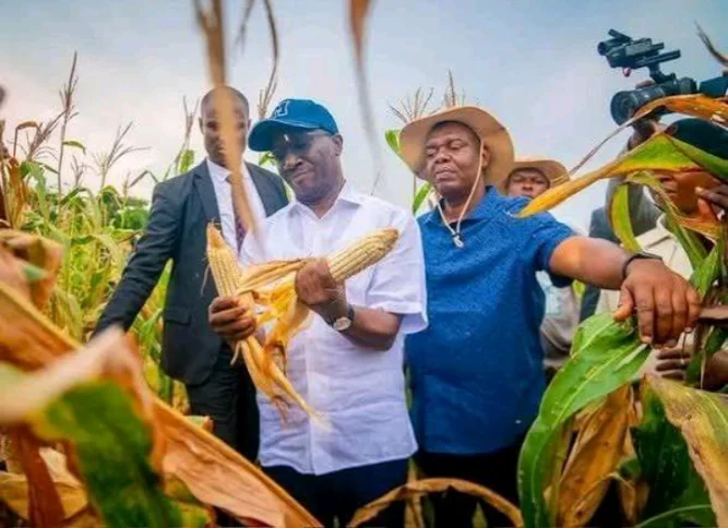 Edo maize harvest